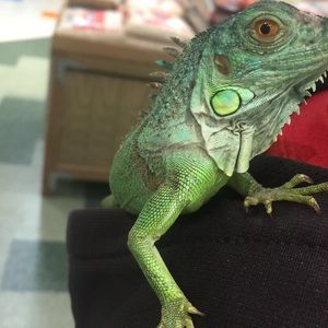 Meet your Posher, Mitzi